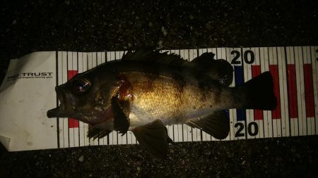 足で稼ぐ遠投アジング